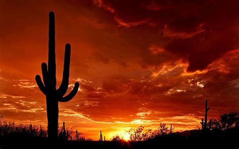 Cactus Sunset Wallpapers - Top Free Cactus Sunset Backgrounds ...