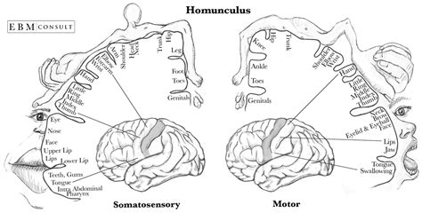 Homunculus Sensory and Motor Cortex