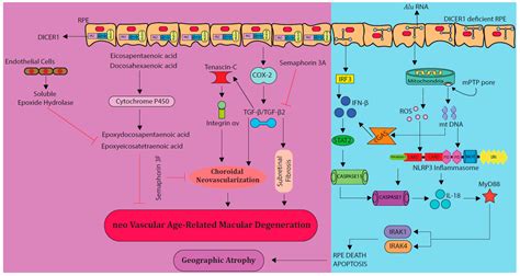 New Therapies of Neovascular AMD—Beyond Anti-VEGFs