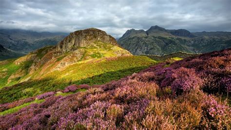 Lingmoor Fell (Side Pike) with Langdale Pikes behind, Lake District ...