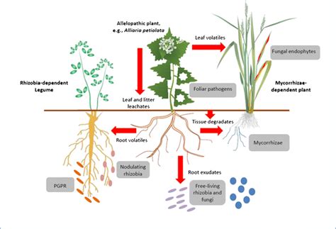 Microbes as Targets and Mediators of Allelopathy in Plants | SpringerLink