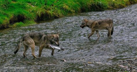 Sea Wolf! On A Secret Stretch of the Pacific Coast Lives the Elusive ...