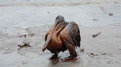 BP Was Just Found Grossly Negligent in the Gulf Oil Spill. Read the ...