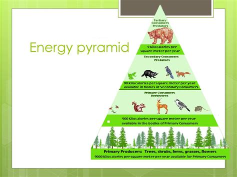 Temperate Deciduous Forest Energy Pyramid