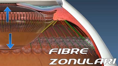 Zonular Fibers : Accomodation [ Sub - ENG ] - Anatomy and Histology ...