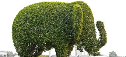 How to Trim a Bush in Fun Shapes | DoItYourself.com