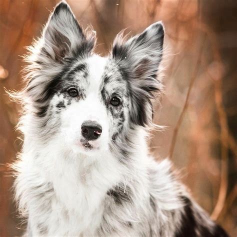 Border Collie Blue Eyes Puppy at Clifford Graham blog