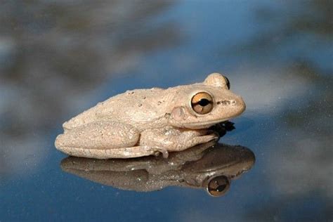 Do I have an albino frog living on my lake? - Cottage Life