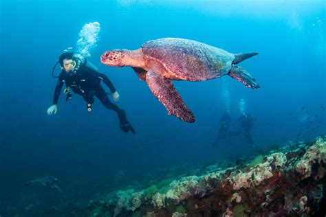 Galapagos Diving: Liveaboards for Every Budget | Two Wandering Soles