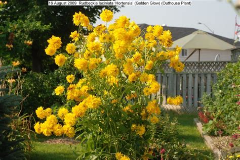 Rudbeckia laciniata Hortensia | Summer plants, Easy plants to grow ...