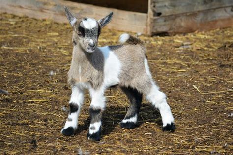 Miniature Farm Animals: Pygmy Goats, Micro Pigs, and More - PetHelpful