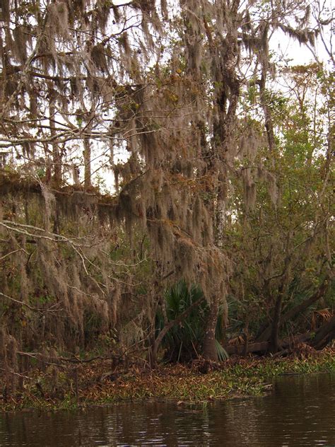 I Heart My Pen: Photography (and other animals): Haunted Swamp, Louisiana