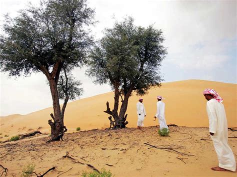 It's official: Ghaf tree is the theme for Year of Tolerance, says ...