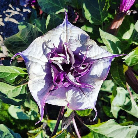 Black Datura Seeds online in India | Mountain Top Seed Bank