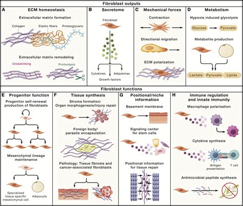 Fibroblasts: Origins, definitions, and functions in health and disease ...