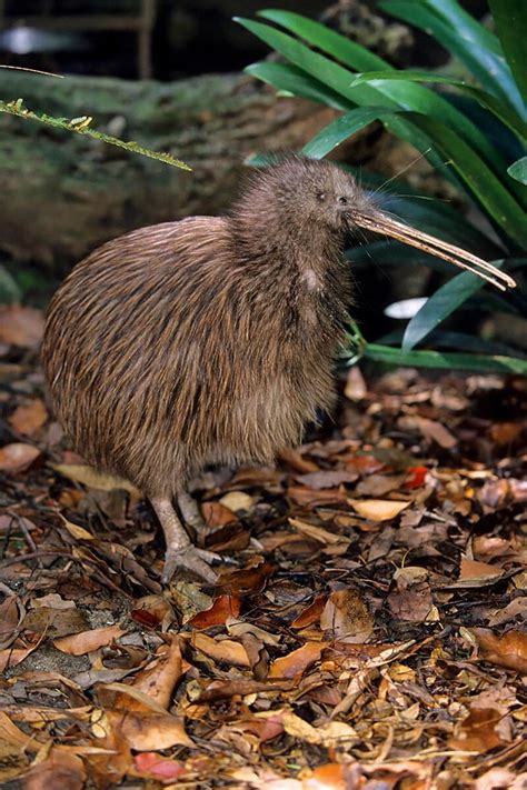 Mapping Out the Kiwi Bird's Habitats