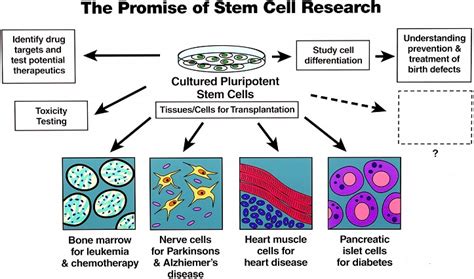 10 Benefits of Stem Cell Research