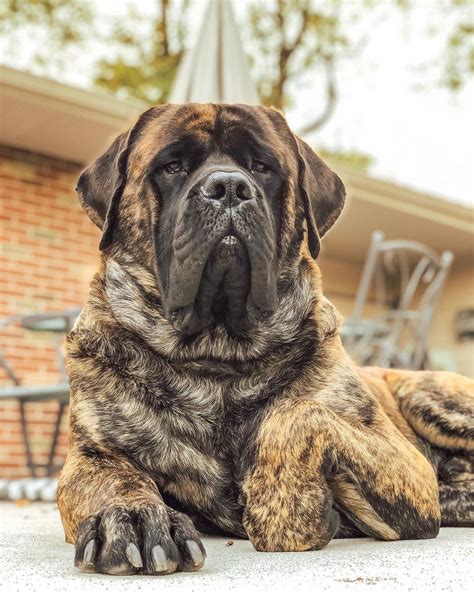 14 Huge Facts About Wonderful English Mastiffs Huge Dog Breeds, Huge ...