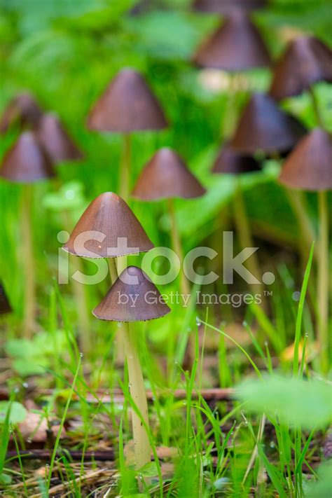 Mycena Stock Photo | Royalty-Free | FreeImages