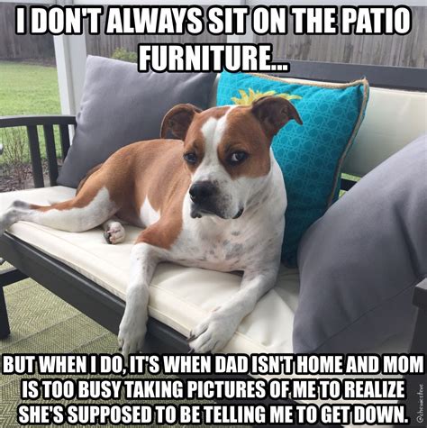 The most interesting dog in the world ... #chewslife #memes #dogmemes # ...