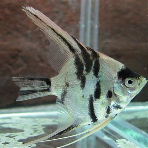 Marble Pearlscale Angelfish | Angel fish, Aquarium fish for sale, Fresh ...