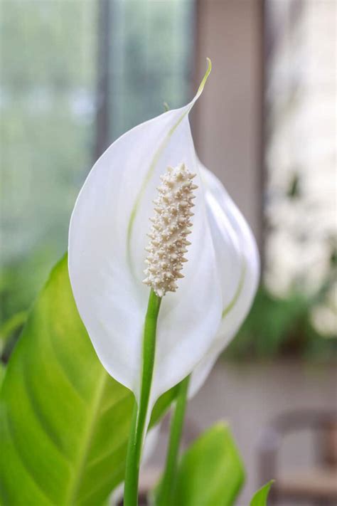 Peace Lily Care: How to Care for this Blooming Houseplant