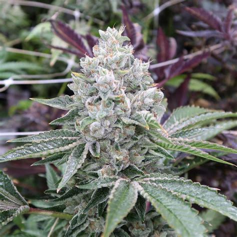 Do Si Dos Seeds | Feminized Do Si Dos Strain | Seed Bank Dosido Seeds