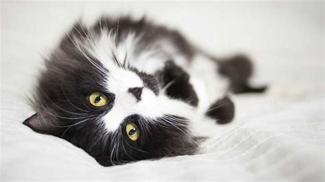 The 10 Cutest ＂Black & White＂ Cat Breeds