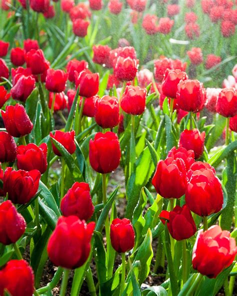 28 Best Red Flowers for Gardens - Red Perennials and Annuals