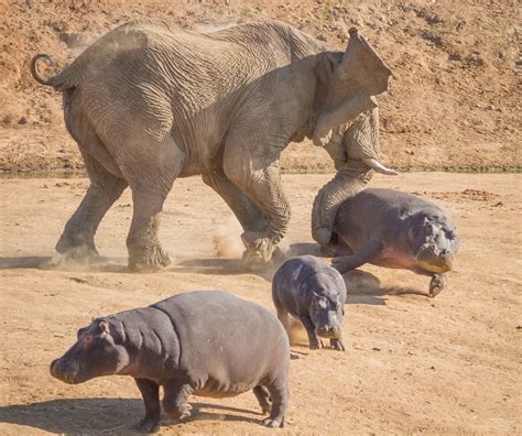 In pictures: Elephant versus Hippo - Daily Record