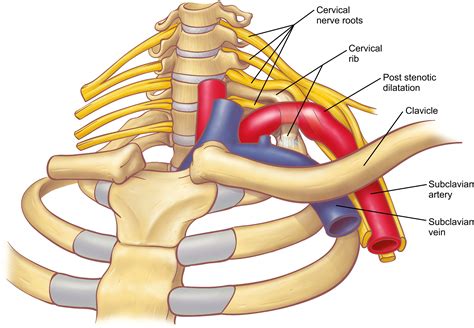 Anatomy of the Thoracic Outlet - Thoracic Surgery Clinics