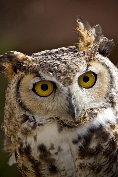 Owl Eyes - Photograph of an Owl - Fringe Photography, LLC