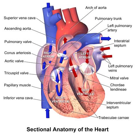 Parts Of The Human Heart And Their Functions | MedicineBTG.com