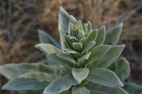 Mullein uses according to traditional herbalism | indie herbalist