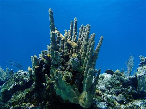 Pillar Coral | Dendrogyra cylindrus