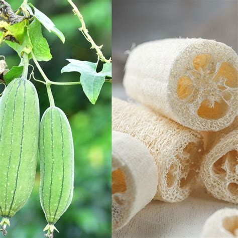 Luffa Cylindrica Fruit - Vegetable