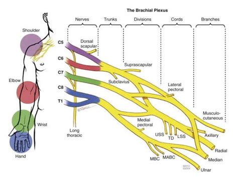 Brachial Plexus Anatomy Model