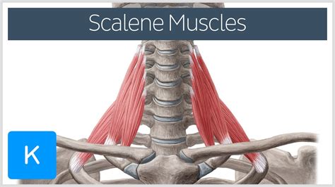 Scalene Muscles of the Neck - Human Anatomy | Kenhub - YouTube