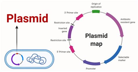 Designed Plasmid Vector