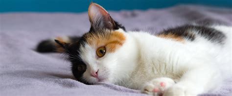 Tortitude: understanding your tortoiseshell cat | TrustedHousesitters.com