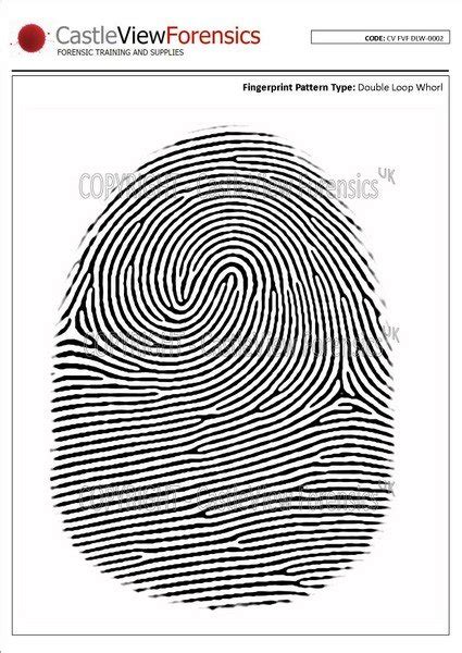 Flat Vector Fingerprints - Double Loop Whorls - Forensic Supplies ...