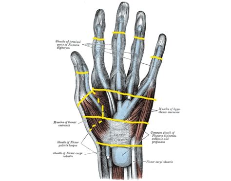 Flexor Tendon Zones Quiz