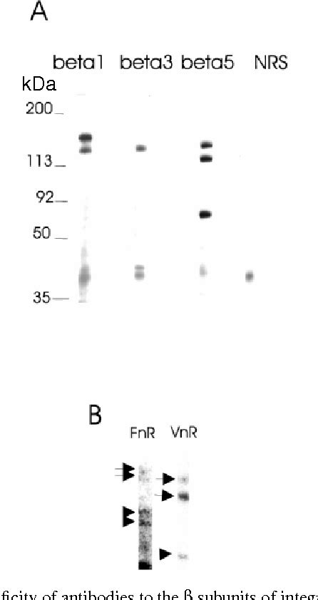 Figure 1 from The vitronectin receptor associates with clathrin-coated ...