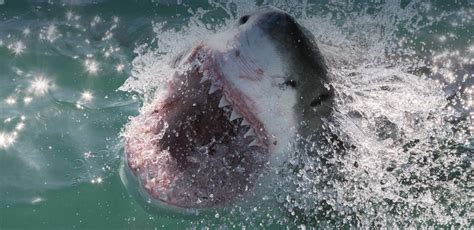 Apex Dives 🎖️ | Great White Shark Cage Diving Cape Town