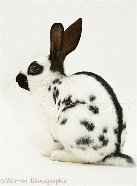 English Spot Rabbit