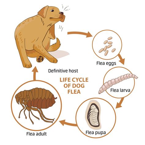 flea control and treatments for the home yard and garden