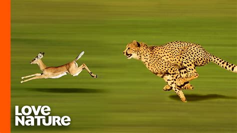 Cheetah Running After Gazelle