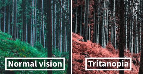 Here’s How Colorblind People With Tritanopia See The World | Real ghost ...