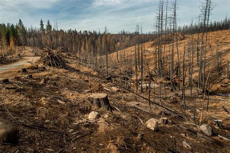 Blog | Destruction of World Forests | OxfordFilms