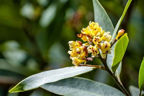 Essential Guide to Bay Laurel (Laurus Nobilis) Meaning - Petal Republic